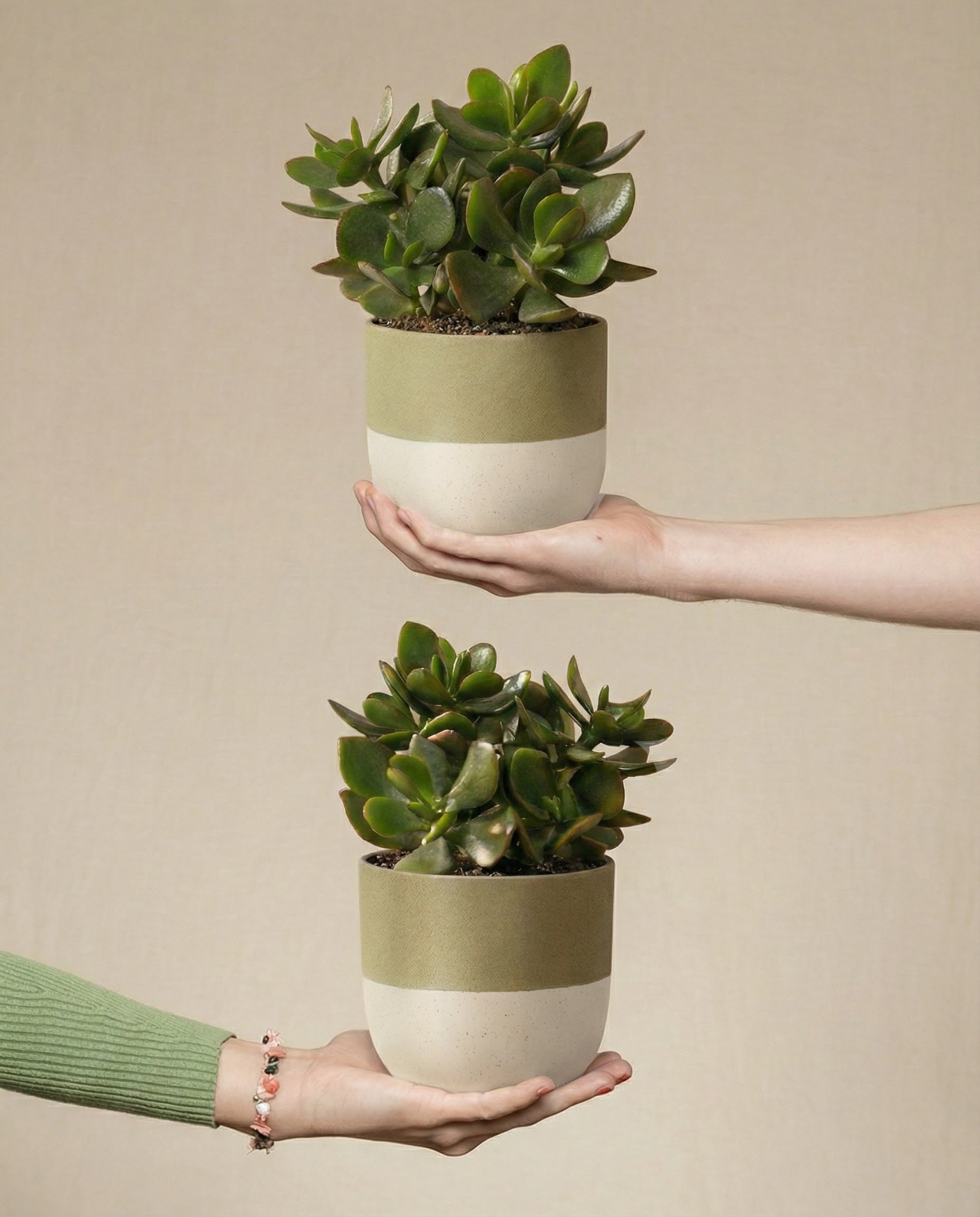 feey-geldbaum-duo-2x-crassula-ovata image 1