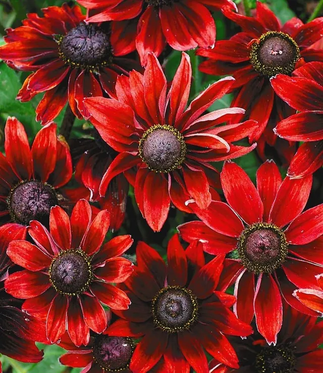 baldur-garten-sonnenhut-rudbeckia-cherry-brandy-3-pflanzen-im-9x9-cm-topf image 1