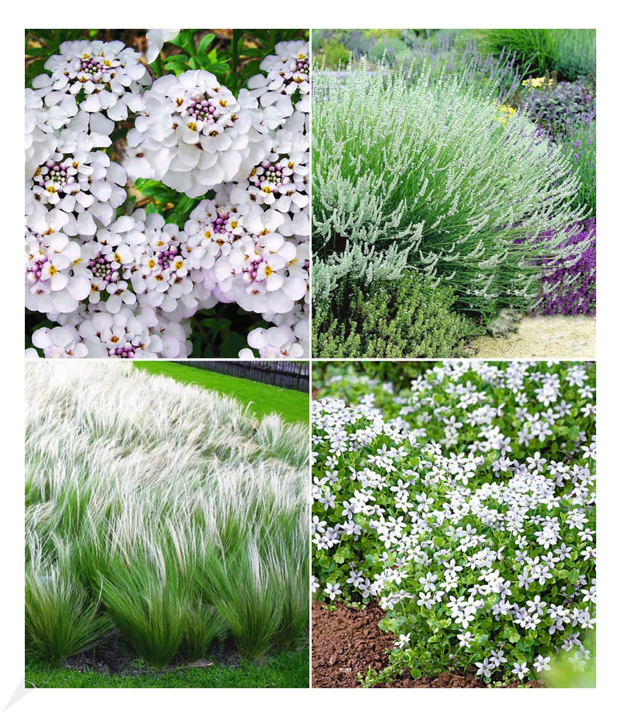 baldur-garten-12er-staudenbeet-eleganz-in-wei-winterhart-9x9-cm-topf image 1