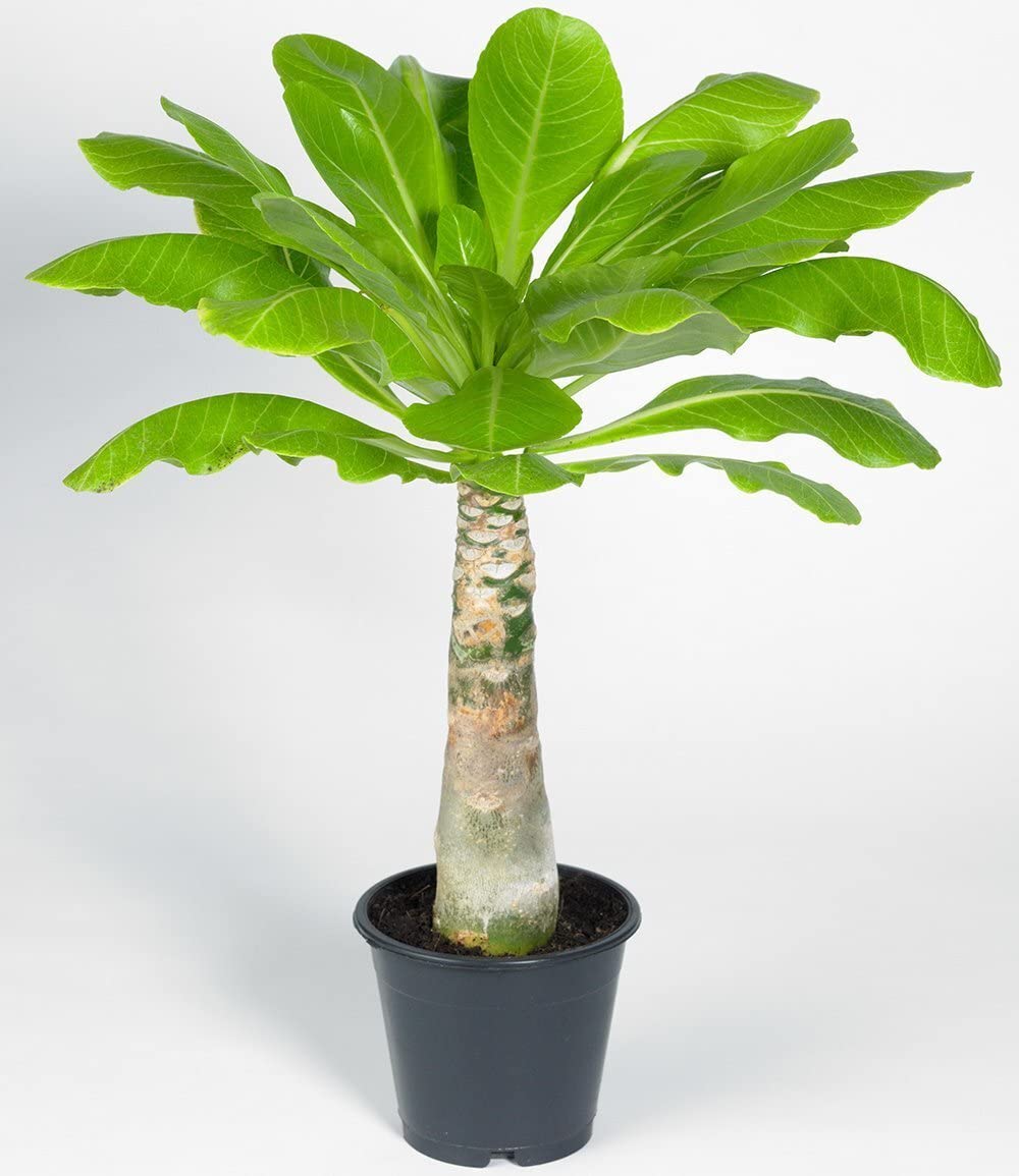 baldur-garten-hawaii-palme-brighamia-insignis-zimmer-balkonpflanze-im-12-cm-topf image 4