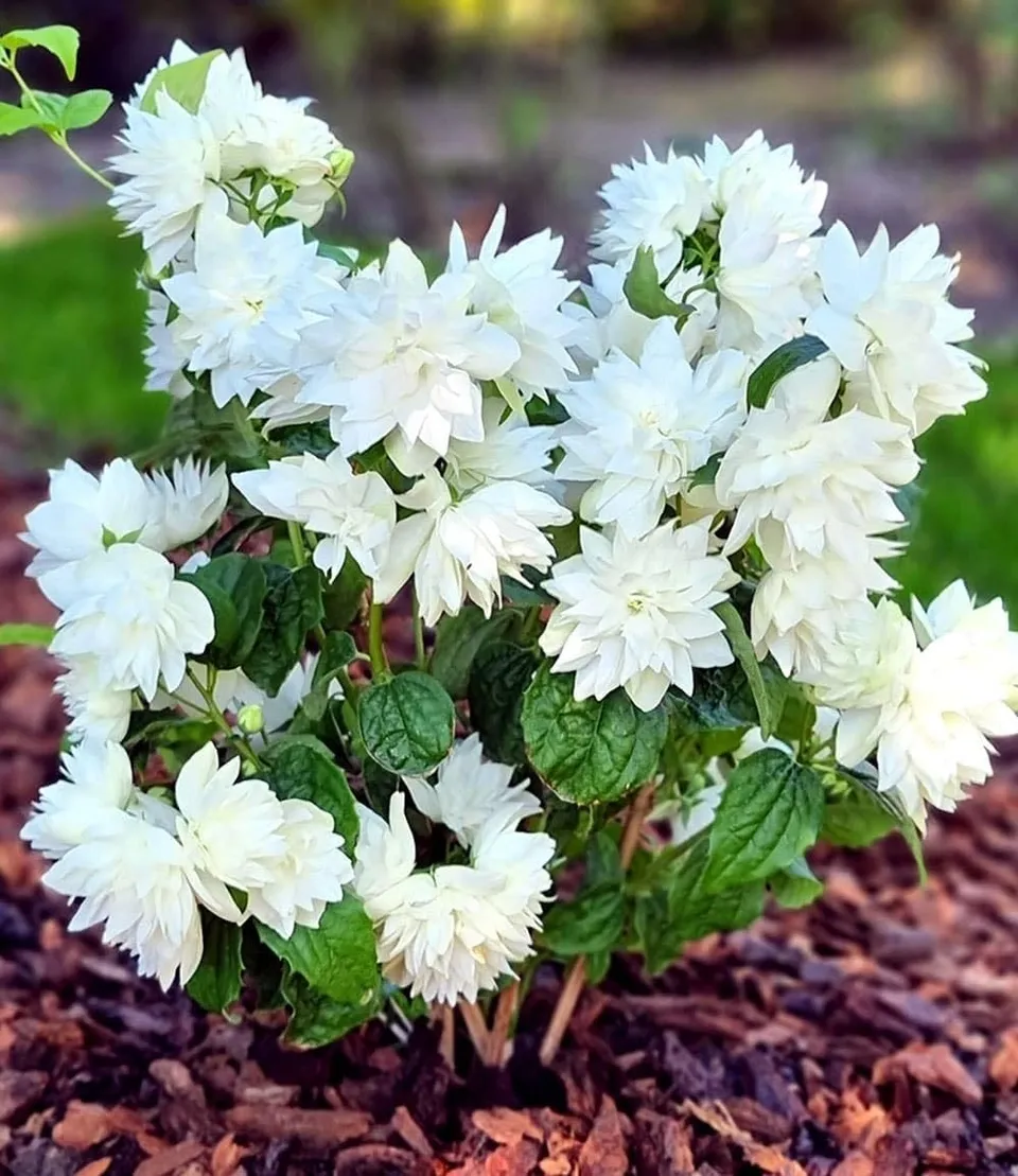 baldur-garten-duftender-gartenjasmin-pearls-of-perfume-im-9x9-cm-topf image 1