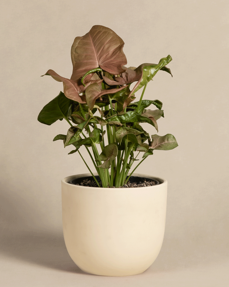feey-purpurtute-red-heart-syngonium-farbige-h-ngepflanze image 6