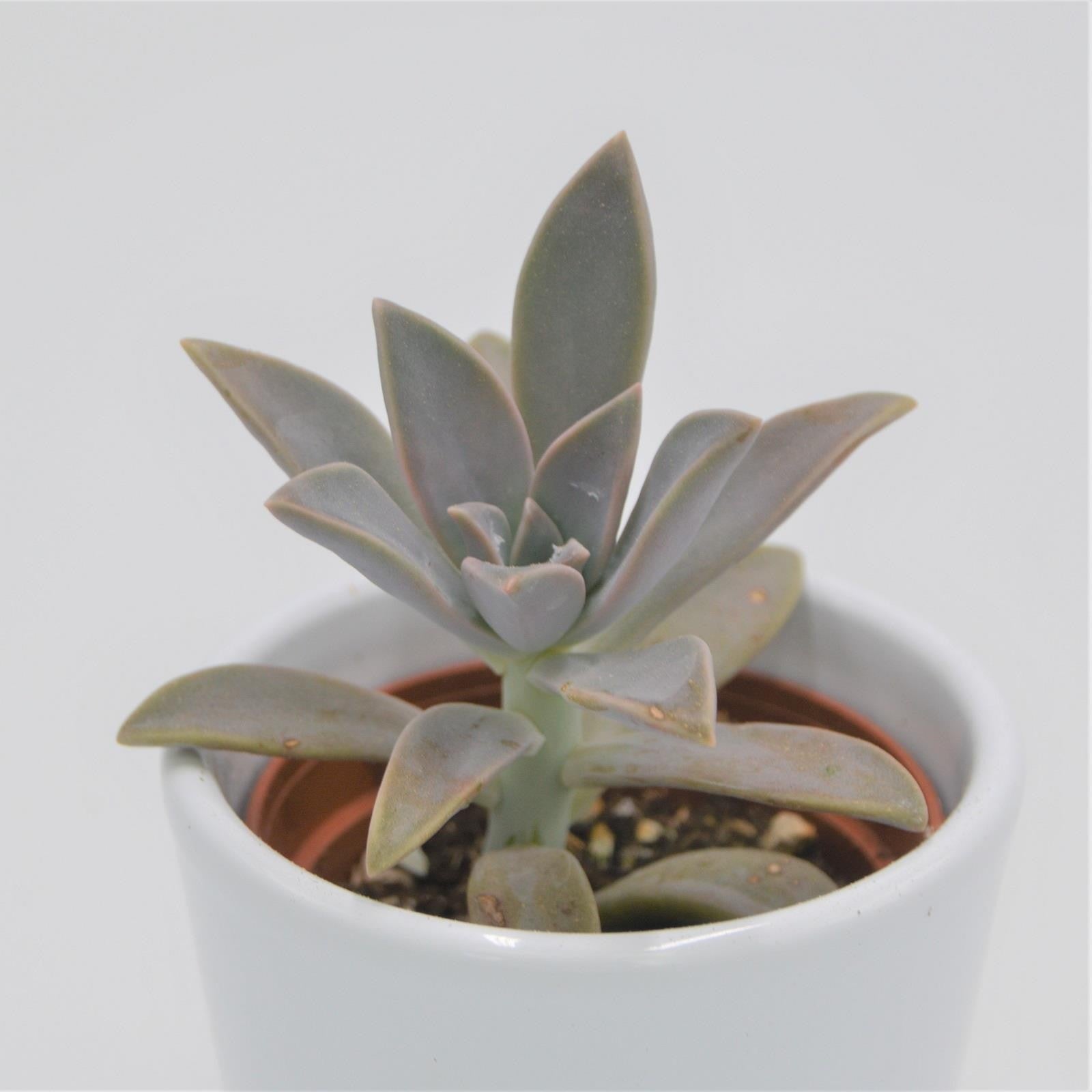 pasiora-graptopetalum-paraguayense-mutterperle-sukkulente-6cm-topf image 2