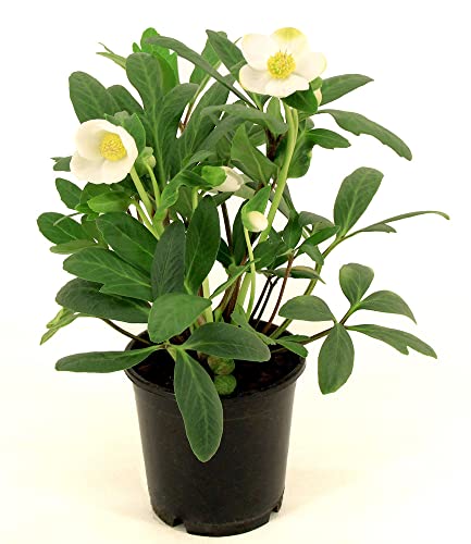 baldur-garten-wei-e-christrose-helleborus-niger-12-cm-topf image 4