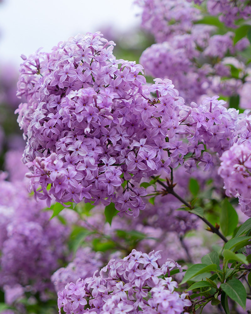 feey-flieder-miss-kim-syringa-patula-1-2-m-f-r-k-bel-und-garten image 2