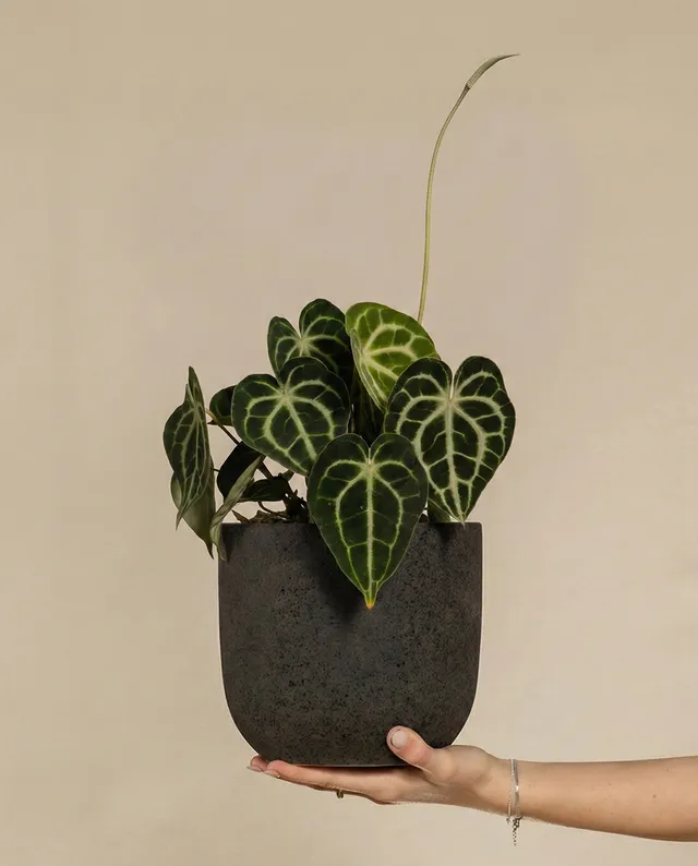 feey-anthurium-clarinervium-zimmerpflanze-herzblattblume-2 image 1