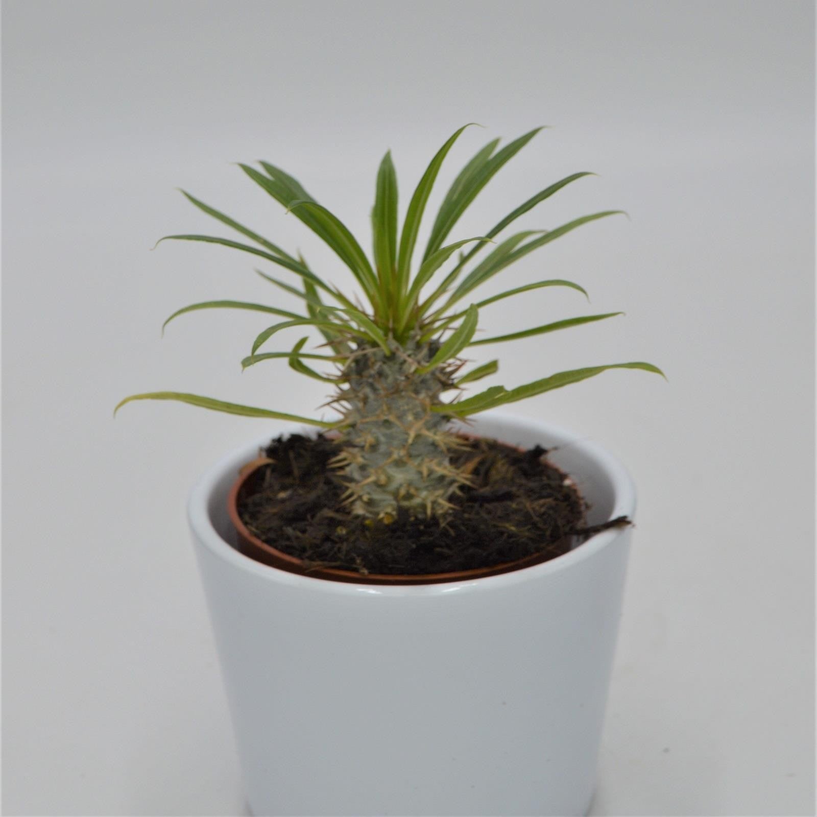 pasiora-pachypodium-lamerei-sukkulente-8-5cm-topf image 1