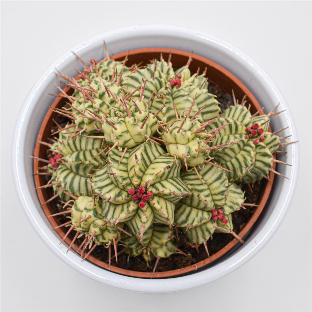 pasiora-euphorbia-meloformis-f-variegata-sukkulente-10-5cm image 2