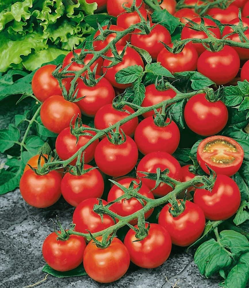 baldur-garten-strauch-tomate-sparta-f1-veredelt-2-pflanzen image 2