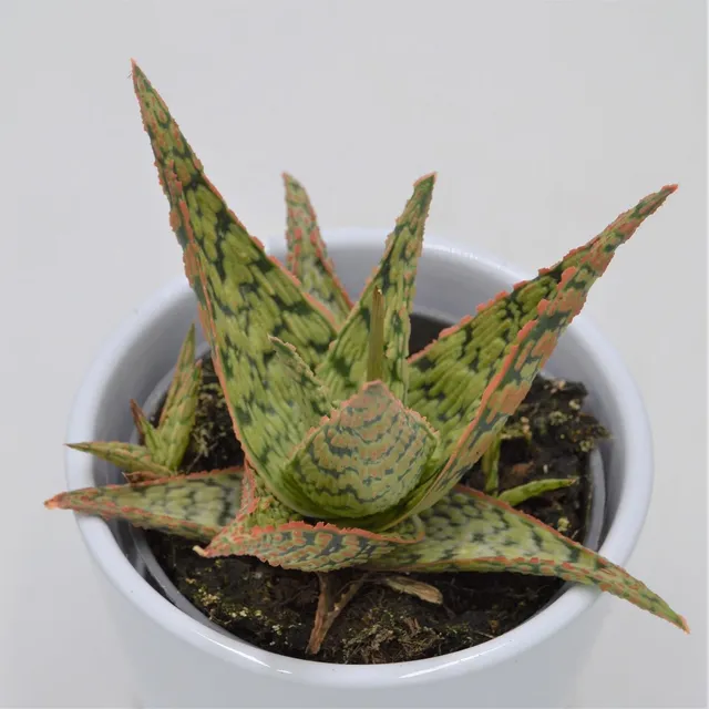 pasiora-aloe-pink-blush-sukkulente-8-5cm-topf image 1