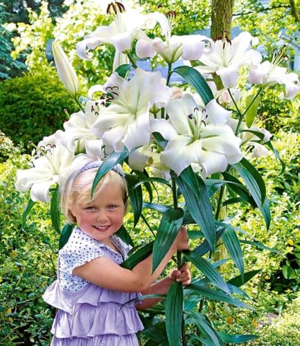 baldur-garten-3x-tree-lily-pretty-woman-zwiebel-16-18-cm image 8