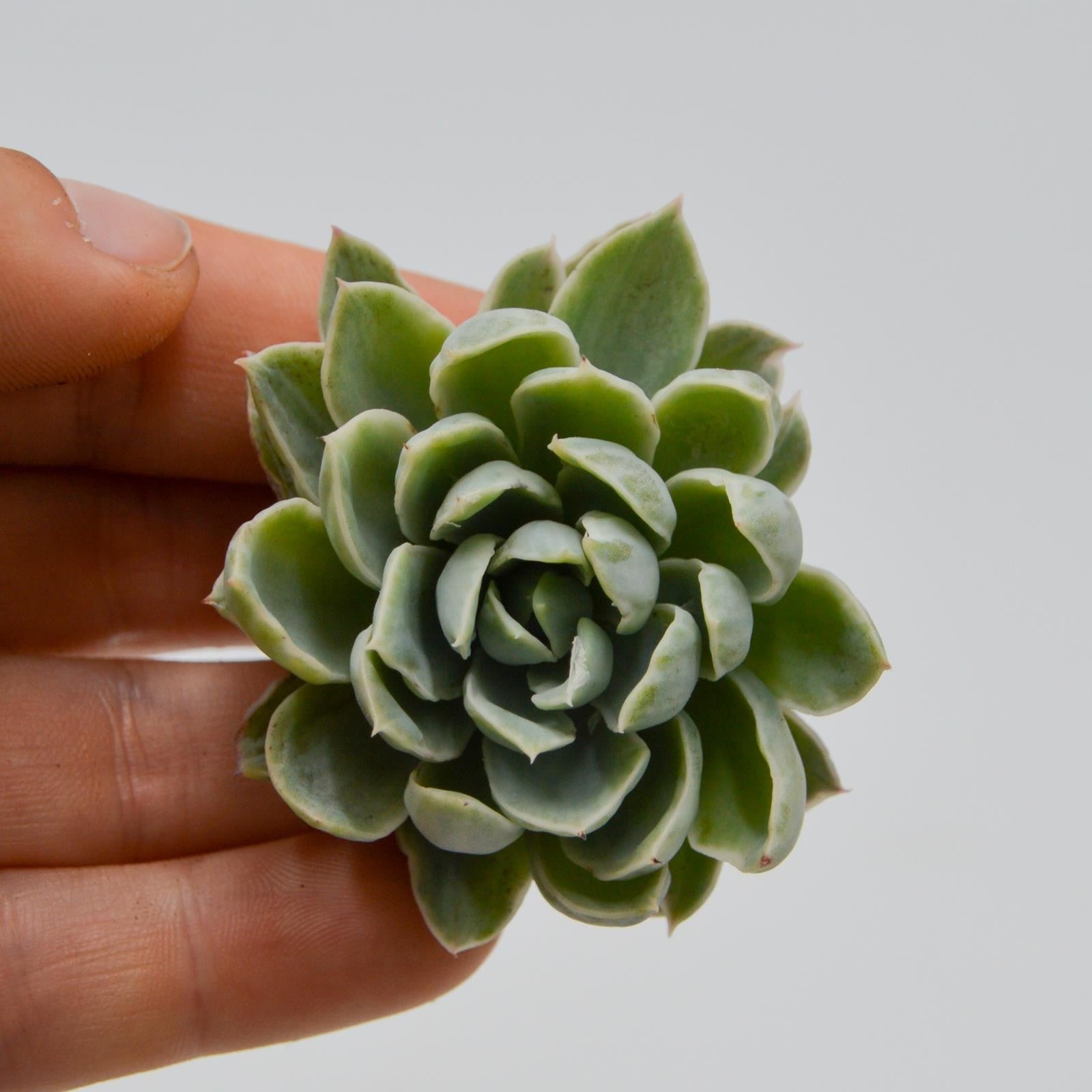 pasiora-echeveria-royal-chrisanthemum-f-variegata-steckling image 1