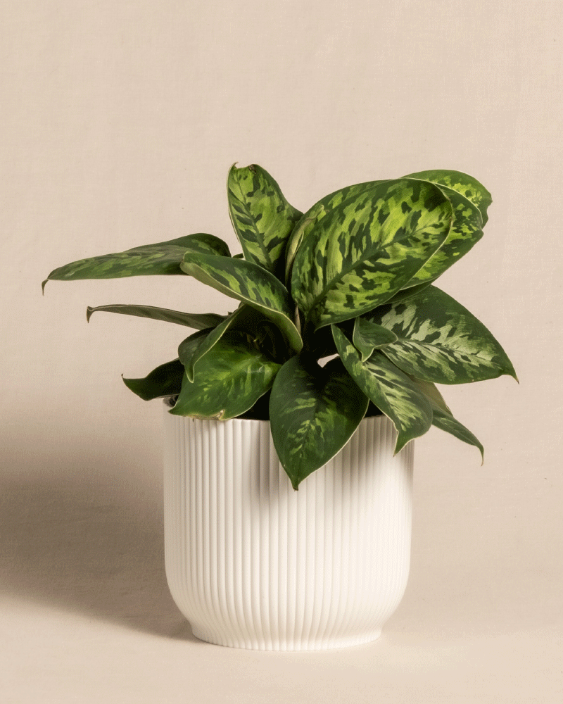feey-homalomena-camouflage-zimmerpflanze-mit-bertopf image 8