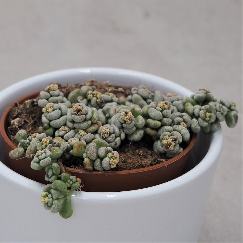 pasiora-crassula-corallina-sukkulente-8-5cm-topf image 1
