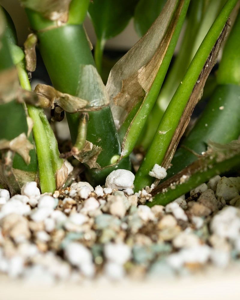 feey-monstera-deliciosa-zimmerpflanze-fensterblatt image 7