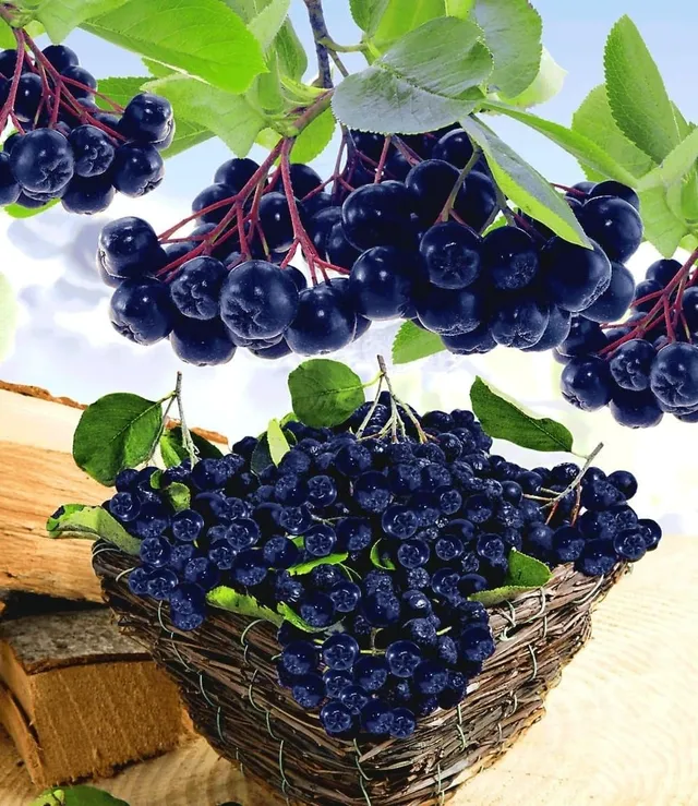 baldur-garten-vitaminbeere-apfelbeere-aronia-obstpflanze-im-2-liter-topf image 1