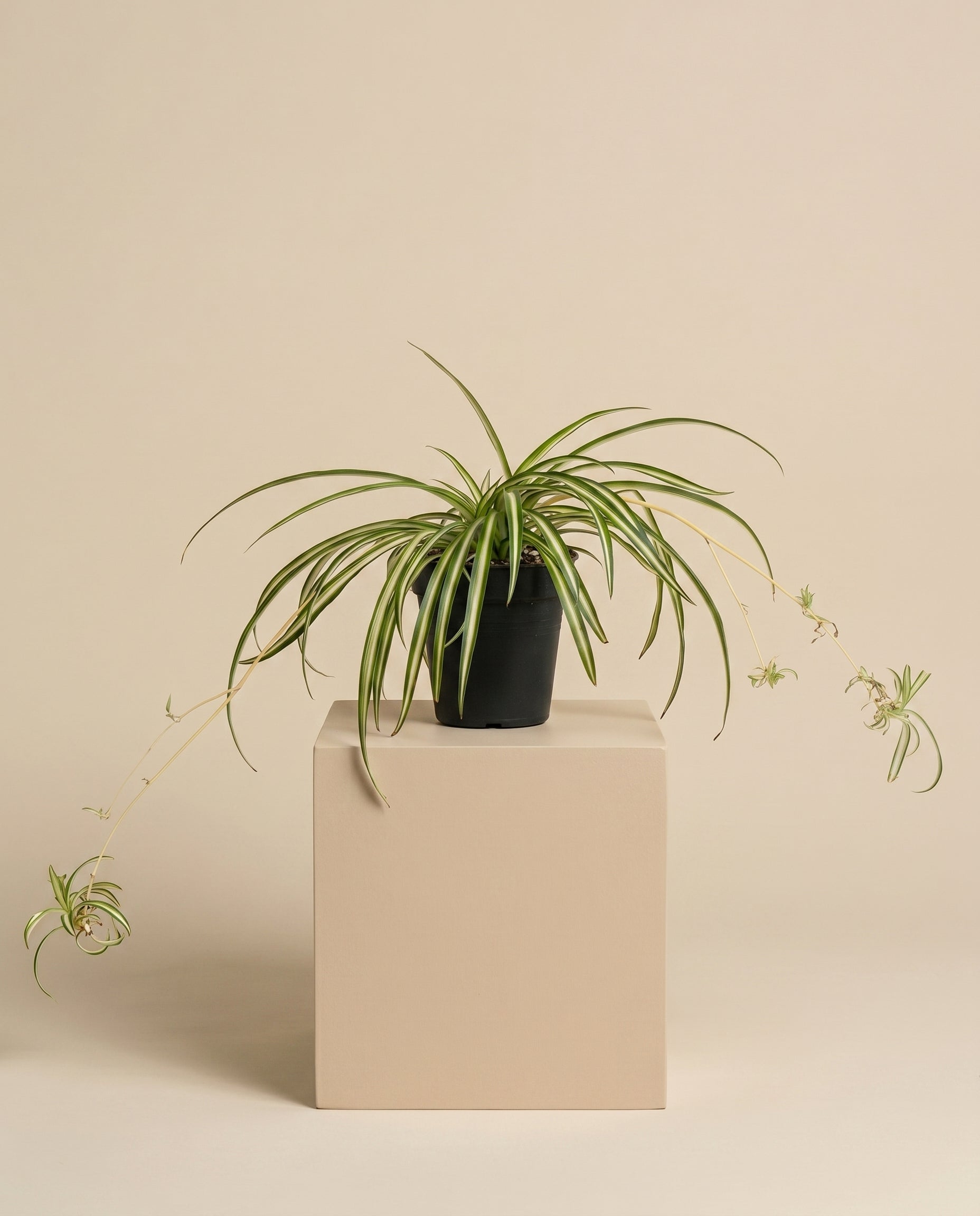 feey-gr-nlilie-chlorophytum-comosum image 3