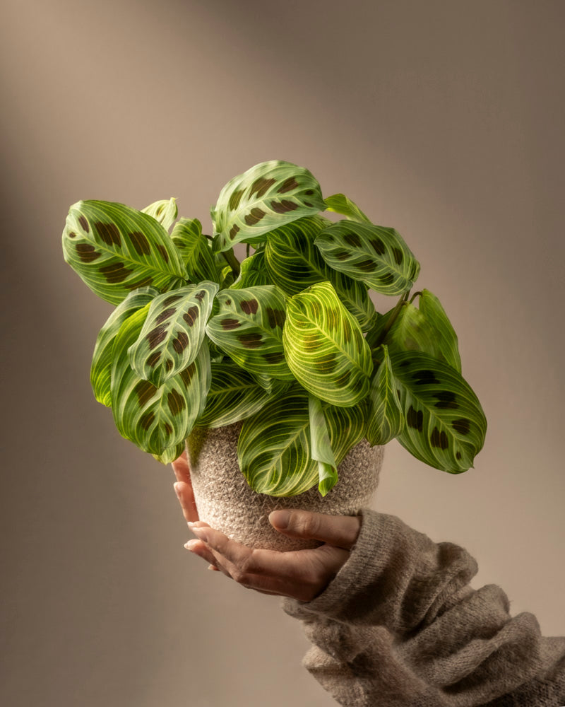 feey-maranta-light-veins-rarit-t-zimmerpflanze image 1