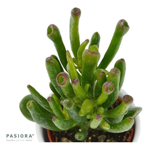 pasiora-crassula-ovata-coral-geldbaum-sukkulente-6cm image 2