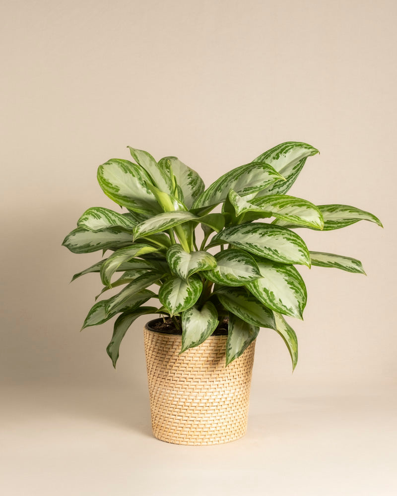 feey-gro-e-aglaonema-silver-bay-zimmerpflanze image 5
