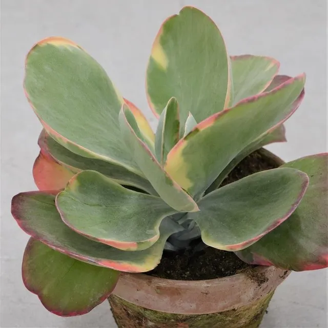 pasiora-kalanchoe-thyrsiflora-rainbow-sukkulente-13cm-im-tontopf image 1