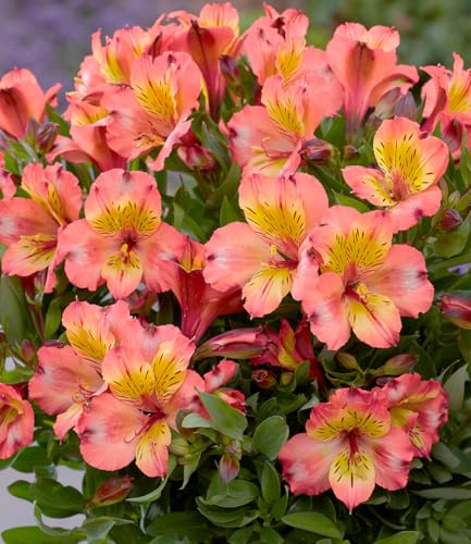 baldur-garten-alstroemeria-incalys-salmon-winterharte-inkalilie-im-12-cm-topf image 5