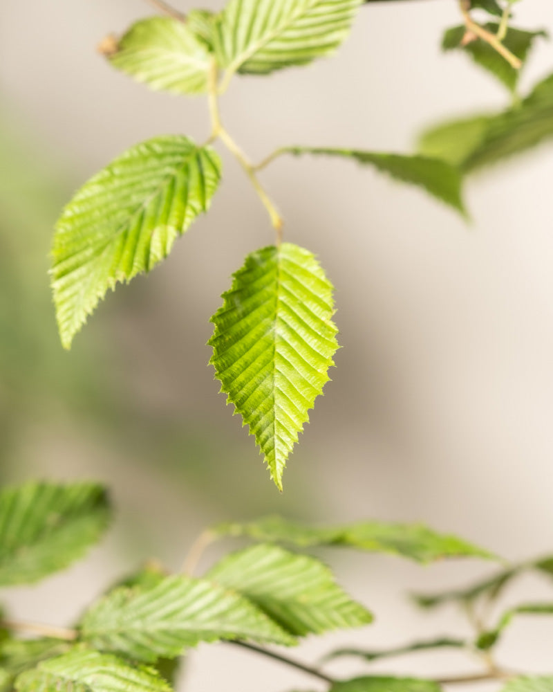 feey-hainbuche-carpinus-betulus-winterharte-heckenpflanze image 6