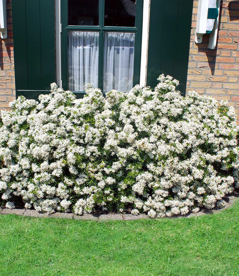 baldur-garten-orangenblume-white-dazzler-choisya-ternata-9x9-cm-topf image 1
