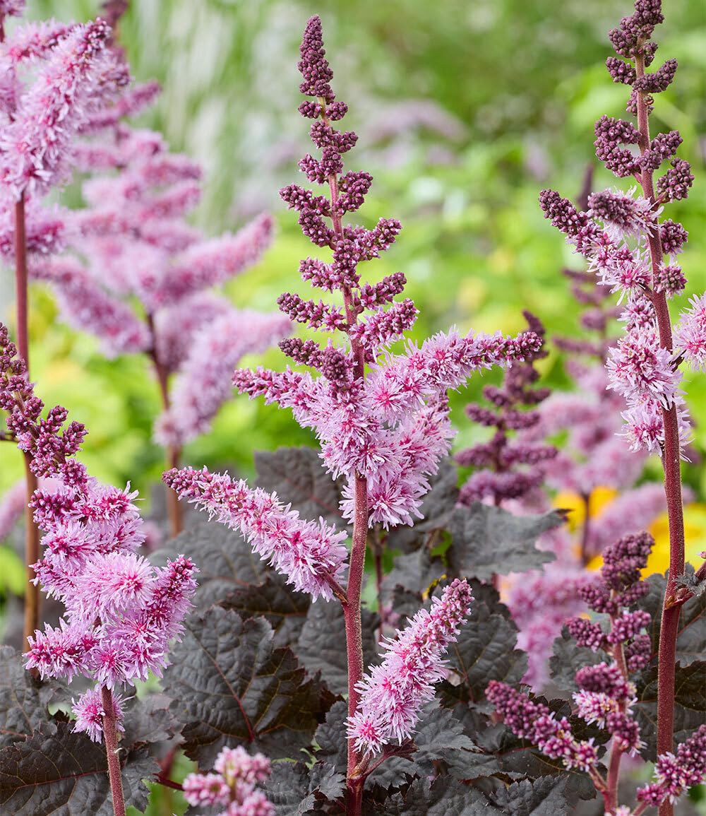 baldur-garten-astilbe-dark-side-of-the-moon-rhizom-gr-e-i image 2