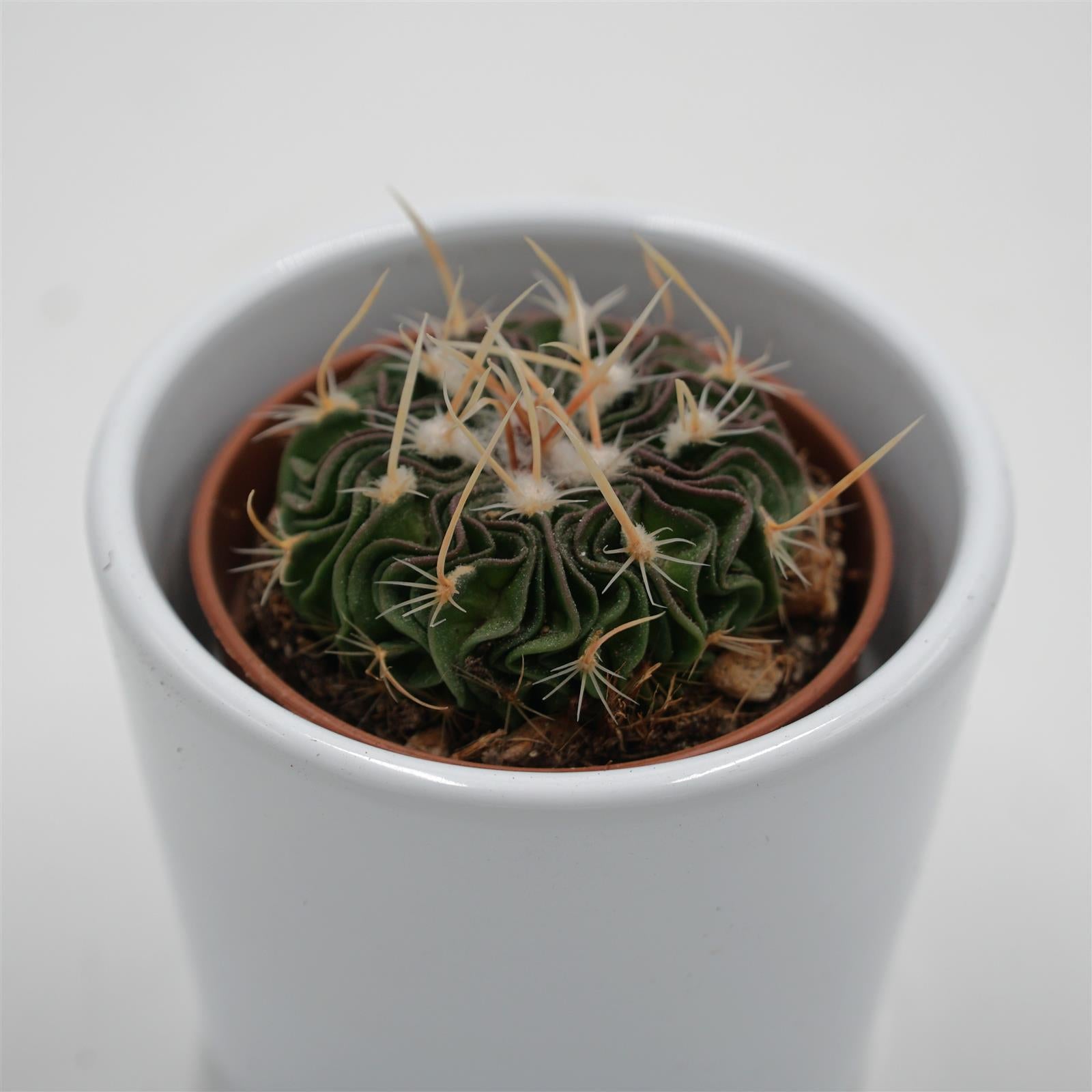 pasiora-echinofossulocactus-multicostatus-rubra-kaktus-5-5cm image 2