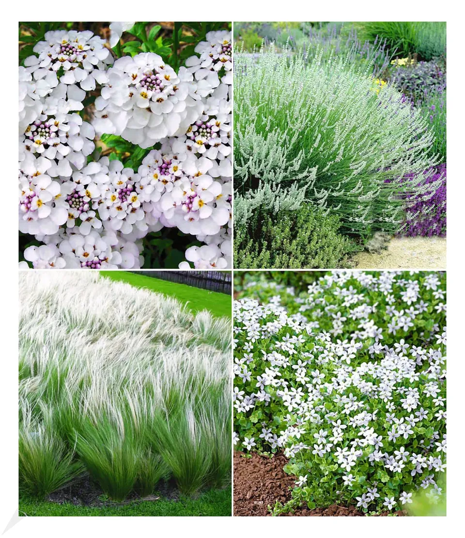 baldur-garten-12er-staudenbeet-eleganz-in-wei-winterhart-9x9-cm-topf image 1