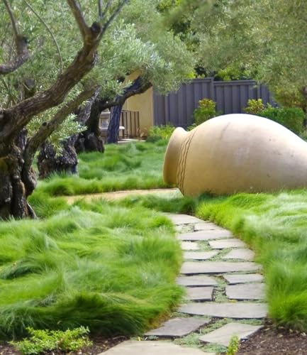 baldur-garten-gr-ser-teppich-carex-remota-15x-im-9x9-cm-topf image 4