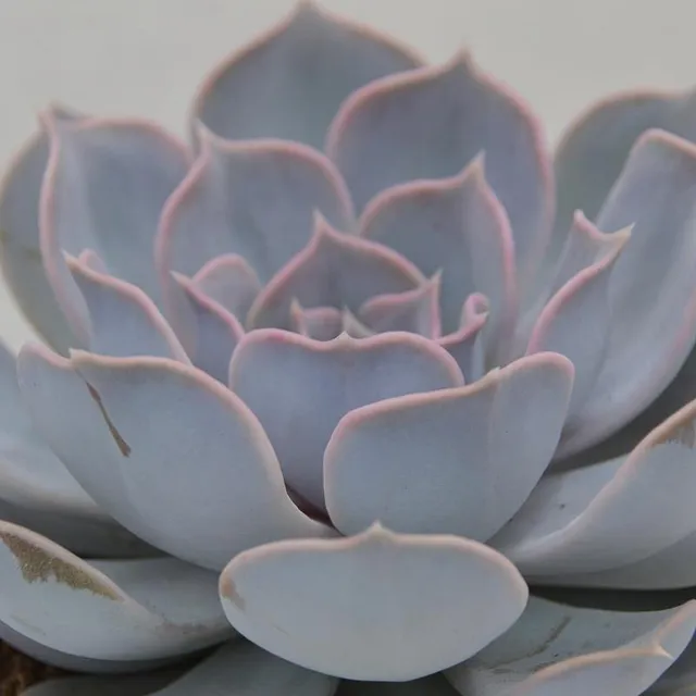 pasiora-echeveria-lilacina-sukkulente-im-10-5cm-topf image 1