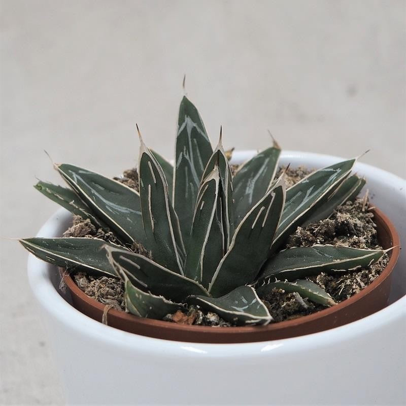 pasiora-agave-victoriae-reginae-k-nigs-agave-8-5cm-topf image 1