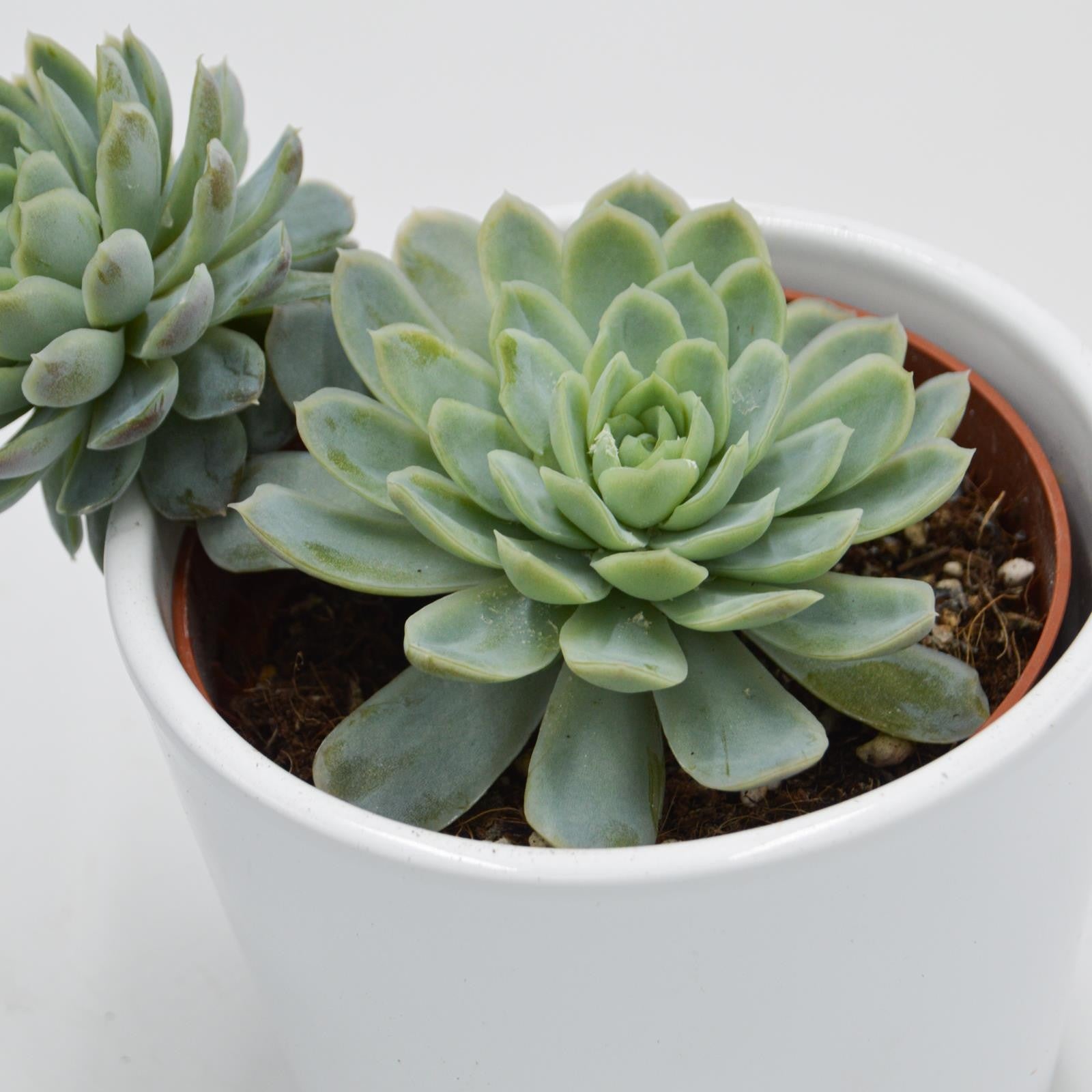 pasiora-echeveria-elegans-sukkulente-10-5cm image 1