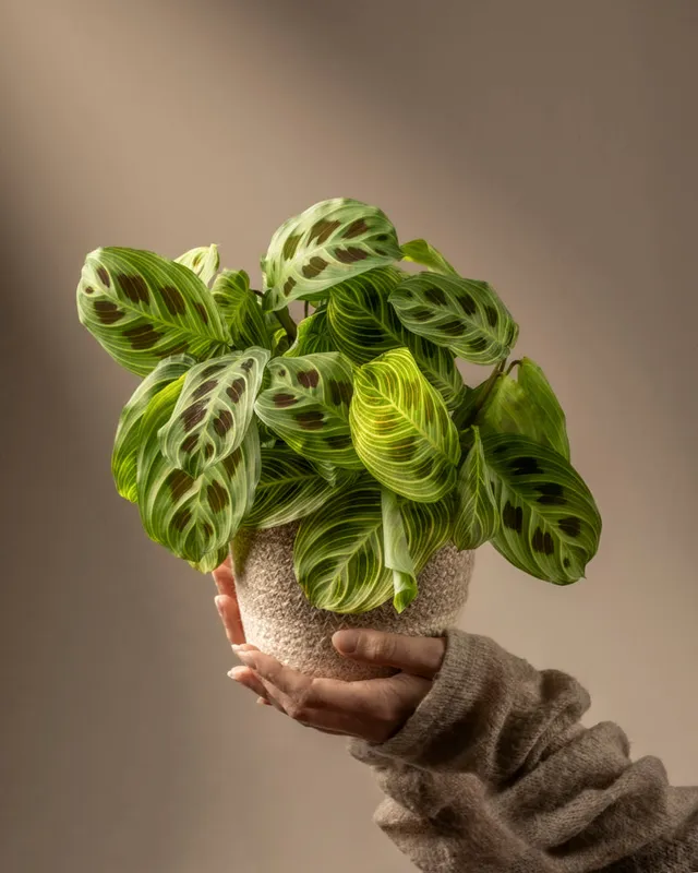 feey-maranta-light-veins-rarit-t-zimmerpflanze image 1