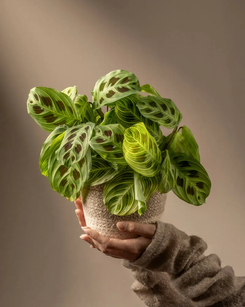 feey-maranta-light-veins-rarit-t-zimmerpflanze image 1