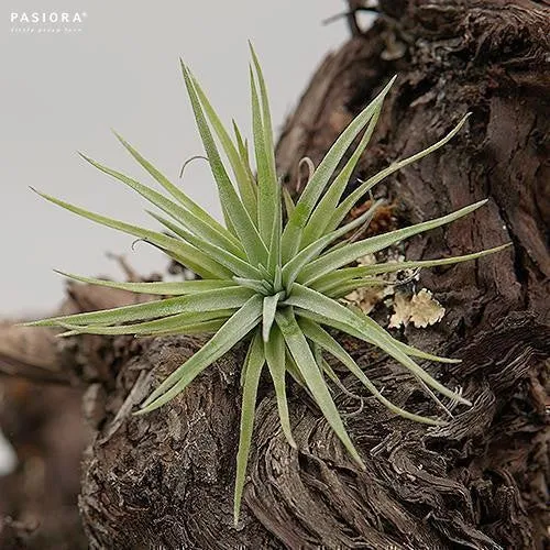 pasiora-tillandsia-plagiotropica-luftnelke-bromelie image 1
