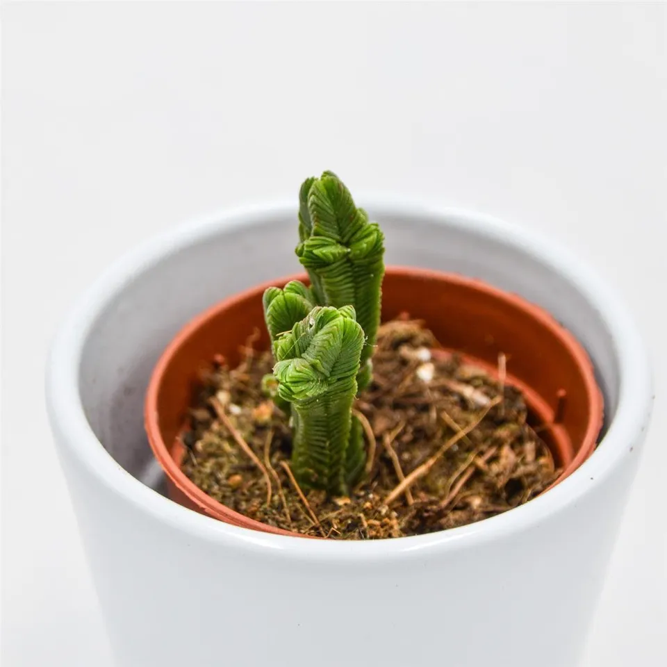 pasiora-crassula-pyramidalis-sukkulente-5-5cm-topf image 1