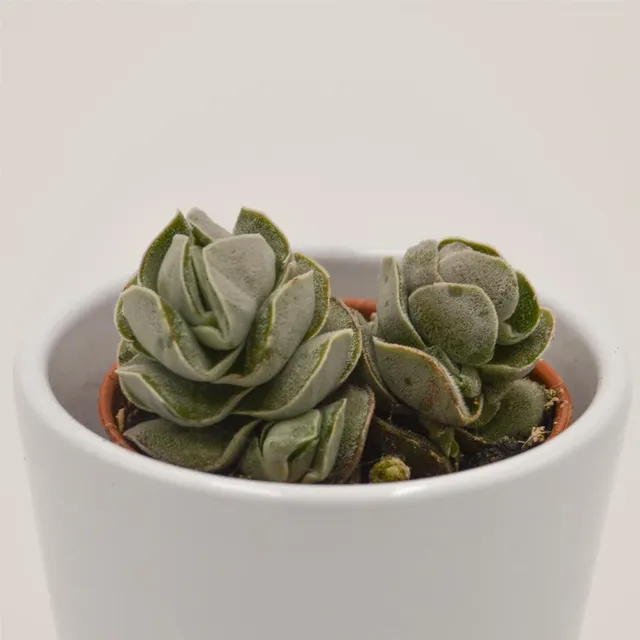 pasiora-crassula-pangolin-sukkulente-5-5cm-topf image 1