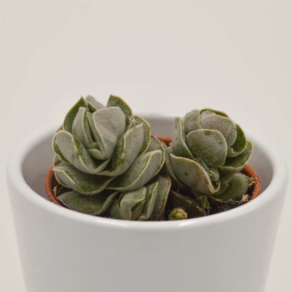 pasiora-crassula-pangolin-sukkulente-5-5cm-topf image 1