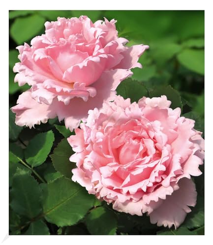 baldur-garten-parfum-rose-sophie-rochas-wurzelnackt-a-qualit-t image 3