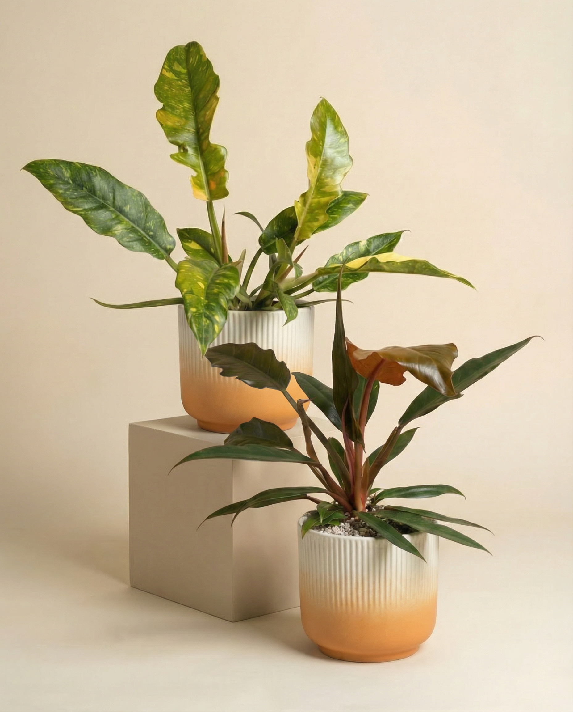 feey-zackiges-philodendron-duo-pluto-ring-of-fire image 7