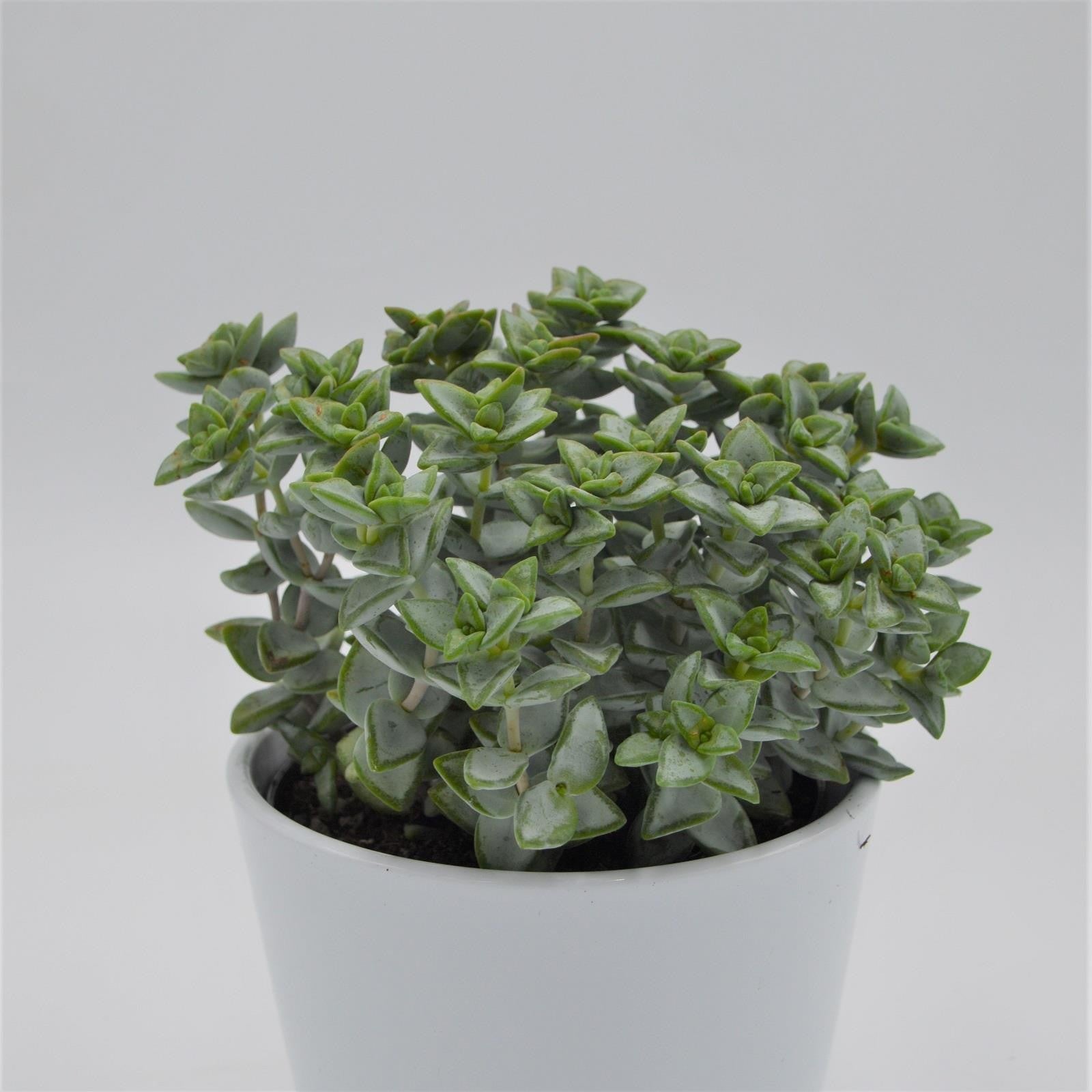 pasiora-crassula-perforata-azul-sukkulente-12cm-topf image 1