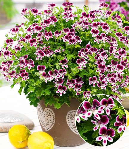 baldur-garten-3x-duft-geranie-mosquitaway-eva-im-10-5-cm-topf image 3
