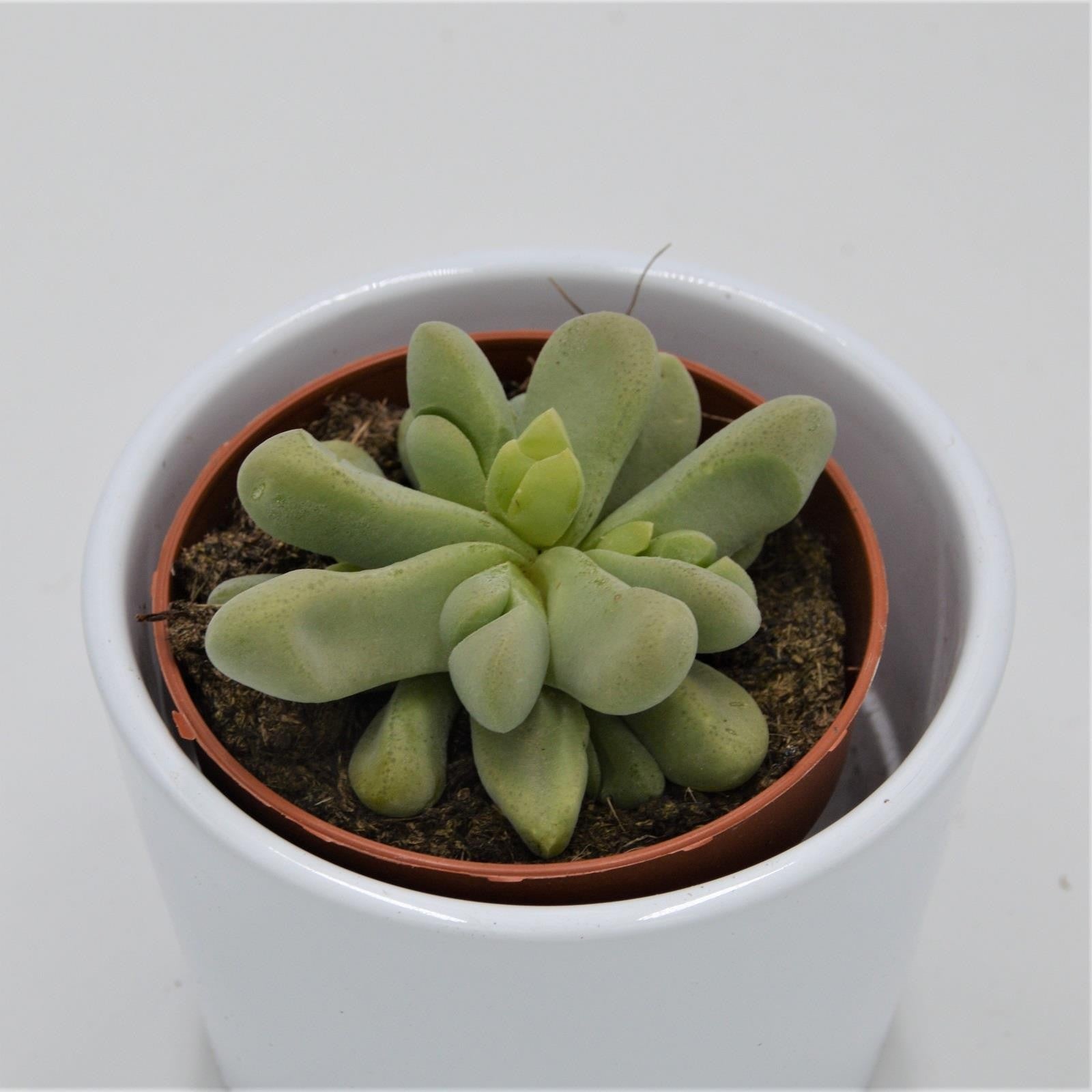 pasiora-glottiphyllum-nelii-sukkulente-8-5-cm image 1