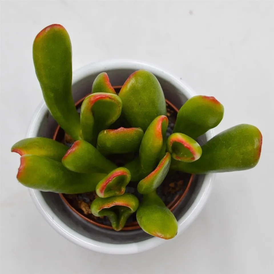 pasiora-crassula-hobbit-sunset-sukkulente-5-5cm image 1
