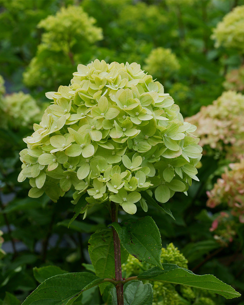 feey-gr-ne-rispenhortensie-little-lime-gartenpflanze image 2