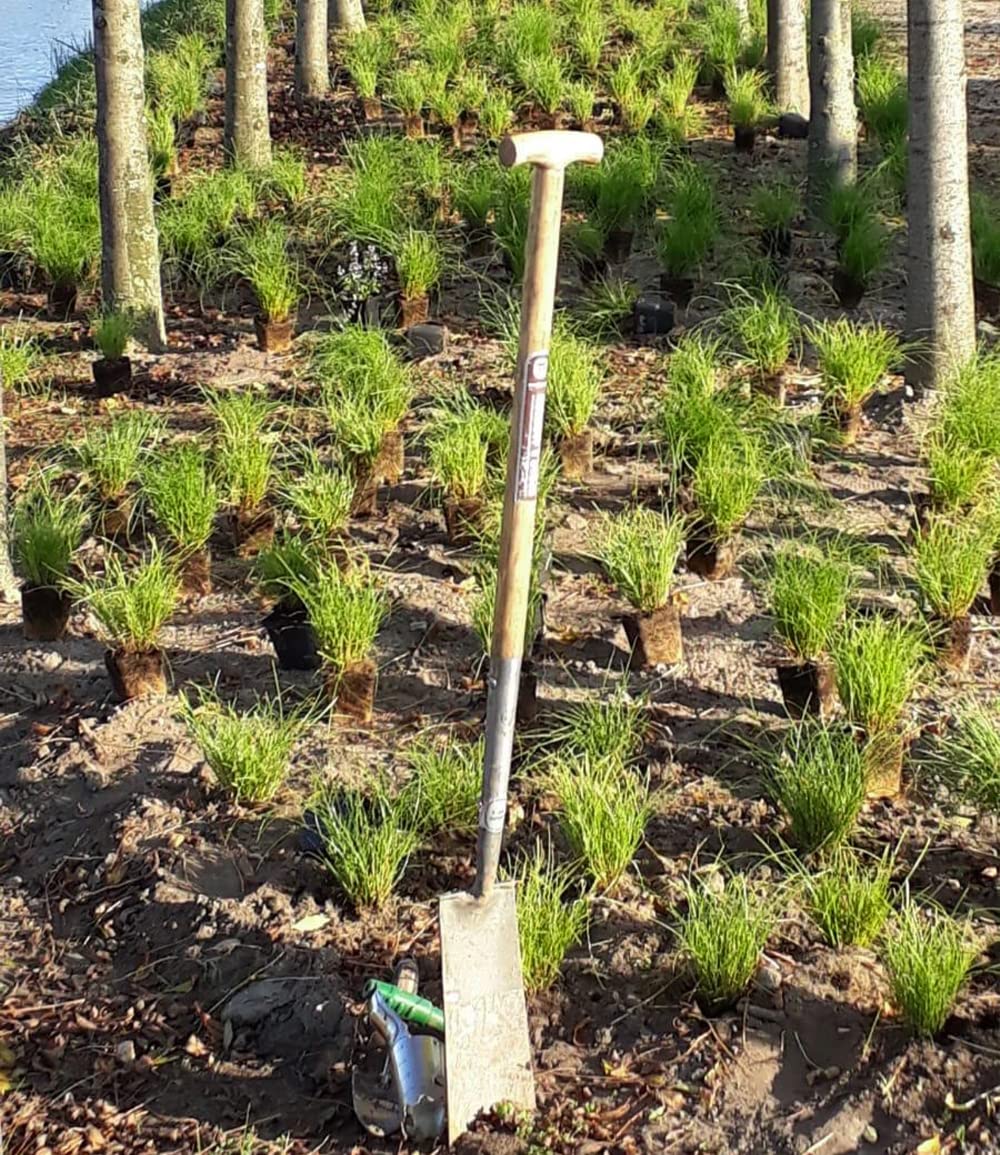 baldur-garten-gr-ser-teppich-carex-remota-3-pflanzen-im-9x9-cm-topf image 4