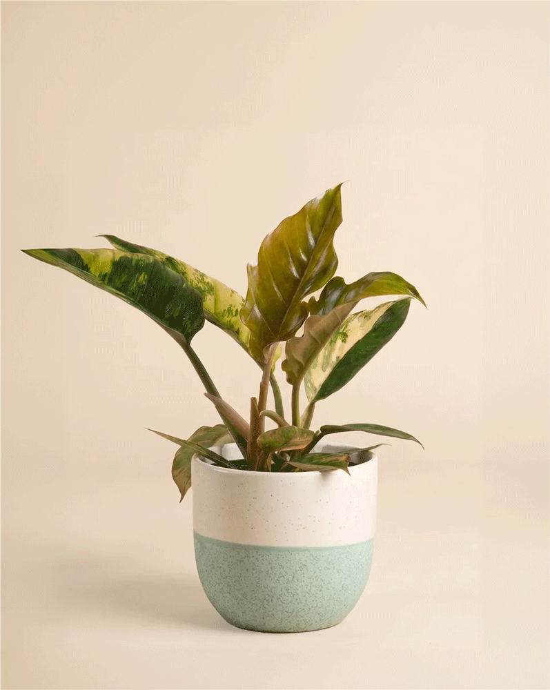 feey-philodendron-caramel-marble-rarit-t-zimmerpflanze image 5